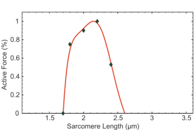 Fig. 4. Shape of the active force P A given by (2.5) (solid line), and experimental results from Strobeck &amp; Sonnenblick (1986) (dots)