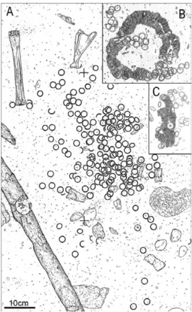 Figure 5. Three concentrations of small standardised bronze rings found on the littoral settlement of Hauterive/Champr´eveyres, on the north-eastern shore of Lake Neuchˆatel (after Rychner-Faraggi 1993).