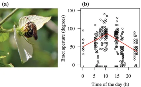 Figure 1. An inflorescence of Dalechampiaaff. bernieri being visited by the buzz-pollinating bee Nomia viridilimbata (a)