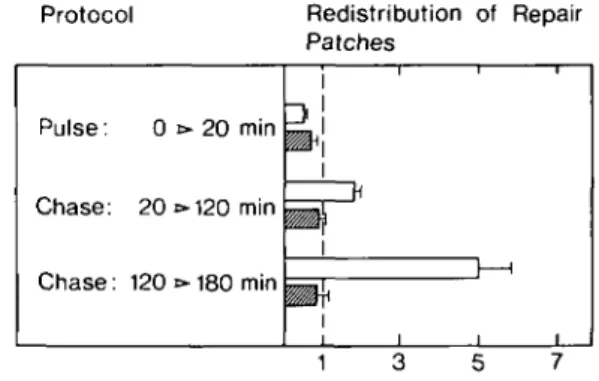 Figure 2 provides a comparison of excision activity in total chromatin (Figure 2A) and free DNA (Figure 2B) of  poly(ADP-ribose)-depleted and undepleted hepatocytes