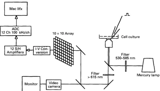 Figure  2  Schematic  diagram  of  the  optical  setup.  See text  for  description. 