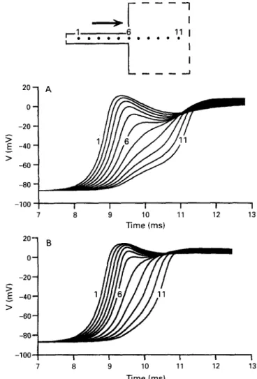 Figure  6  Relationship  between  action  potential  upstroke  and  local  ionic  currents  in  the  computer  model