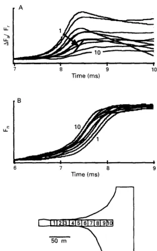 Figure  8  shows  an  example  of  unidirectional  conduction  block  in  a narrow  strand