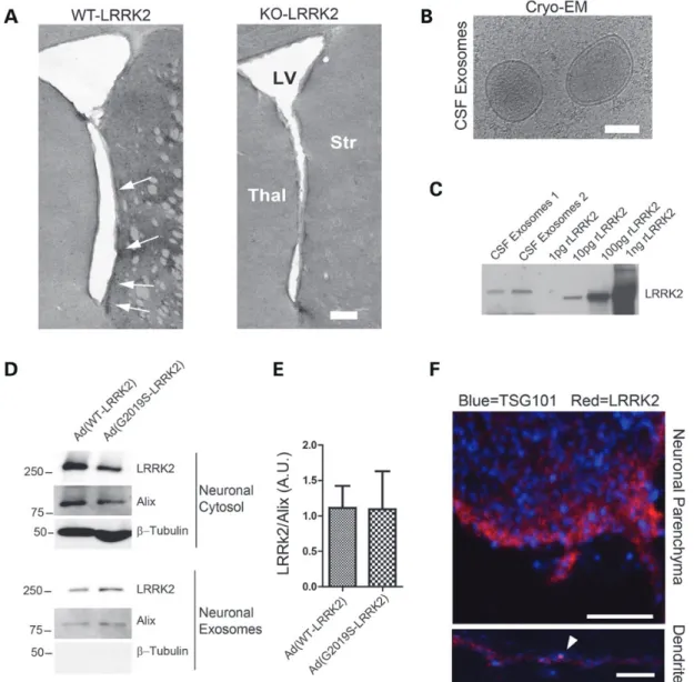 Figure 8. LRRK2 exosome secretion by neurons and in the CSF. (A) Representative coronal section through the striatum of either WT or LRRK2 KO mice
