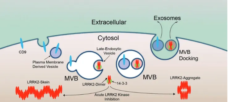 Figure 9. Proposed model for LRRK2 exosomal release.