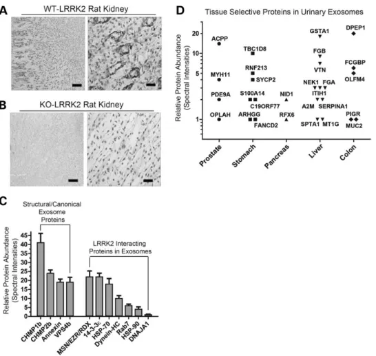 Figure 2. Localization of LRRK2 in the kidney and proteomic characterization of urinary exosomes
