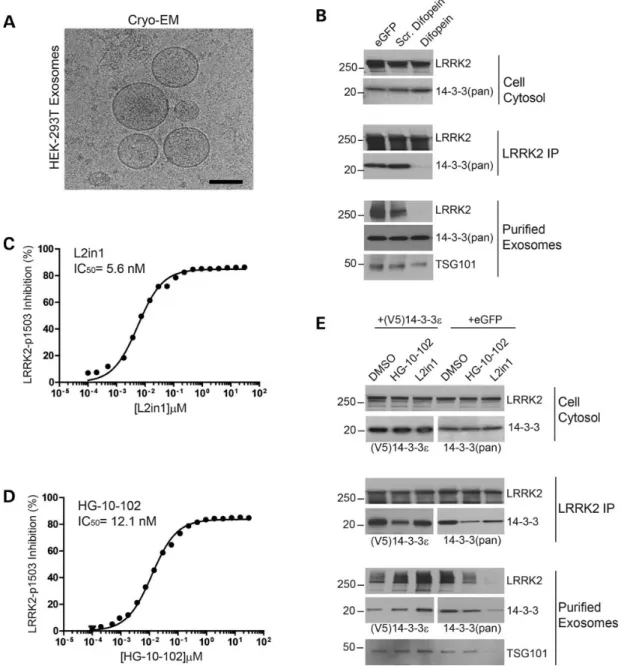 Figure 3. LRRK2 exosome release is regulated by 14-3-3 (A) Representative cryo-EM image of exosomes purified from HEK-293 T cells expressing LRRK2 protein, scale bar is 100 nm
