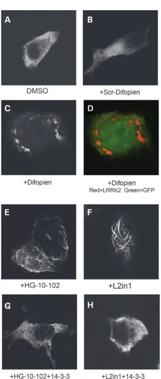 Figure 4. LRRK2 cytoplasmic localization is regulated by 14-3-3 (A – H) Repre- Repre-sentative confocal images of HEK-293T cells expressing mKate2-tagged LRRK2 (N-terminal tag), with cells treated with the indicated drug and/or co-transfected with the indi