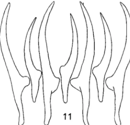 Fig. 11. Paradilepis kempi (Southwell, 1921) from Halietor melanoleucos (Vieill.):