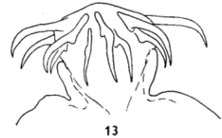 Fig. 14. Paradilepis urceus (Wedl, 1855) from Platalea leucorodia L.: