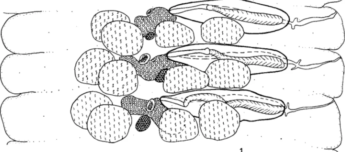 Fig. 1. Paradilepis scolecina (Rud. 1819) from Phalacrocorax varius (Gm.): dorsal view of whole mount of mature segment.