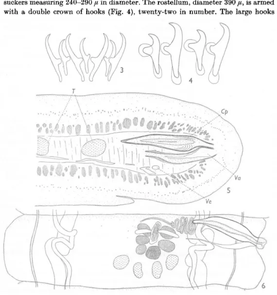 Fig. 3. Paradilepis scolecina (Rud. 1819) from Phalacrocorax varius (Gm.): rostellar hooks.