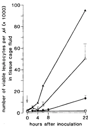 Figure 1. Viable leukocyte counts in tissue cage fluid during experimental infection of guinea pigs with  Staph-ylococcusaureus strain Wood 46