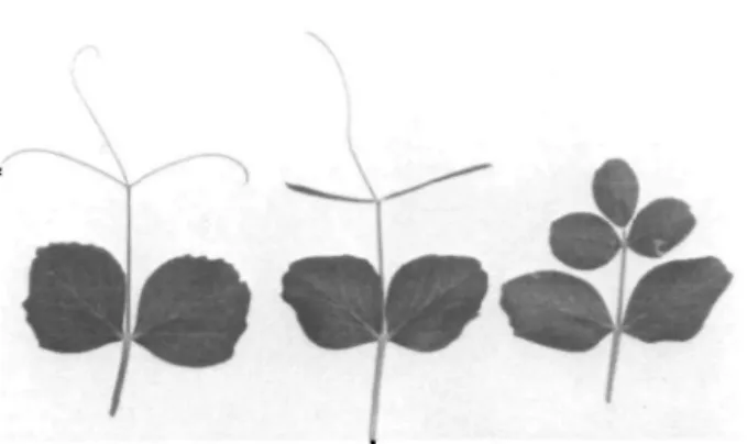 Table I. The phenotypic consequences of segregation of alleles at three wax-conditioning loci