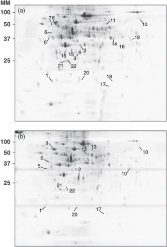 Fig. 2. 2D gels showing the proteins expressed by Bifidobacterium longum NCIMB8809 in SDMBL medium without (a) and with (b) human mucus