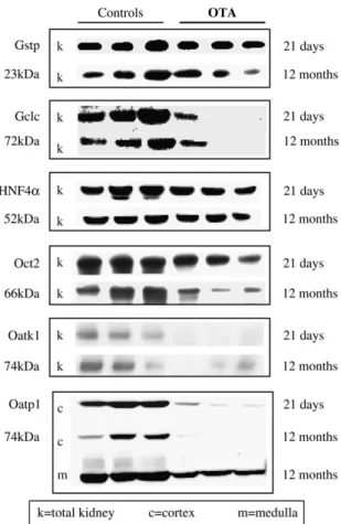 FIG. 5. Correlation between changes in gene and protein expression.