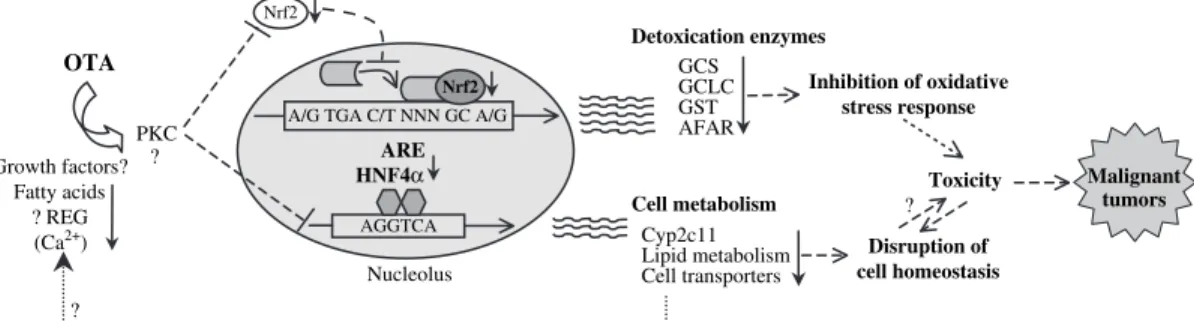 FIG. 6. Role of PKC in the response of kidney cells to OTA. Putative scheme of plausible mechanism of OTA toxicity, assembled from the gene expression data