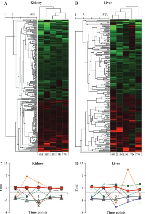 FIG. 2. Hierarchical clustering representing the genes significantly modulated ( p  0.001) in at least two time points in the kidney (A) and the liver (B)