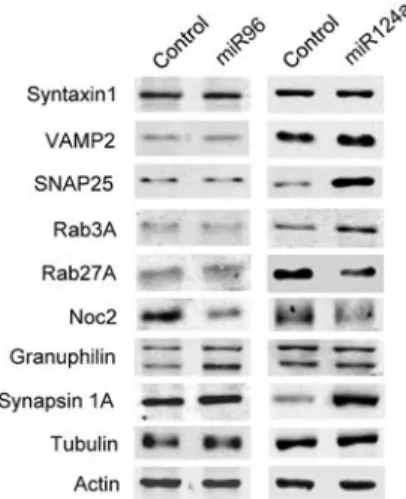 Figure 2 Expression of key components of the exocytotic machinery in cells overexpressing miR124a or miR96.