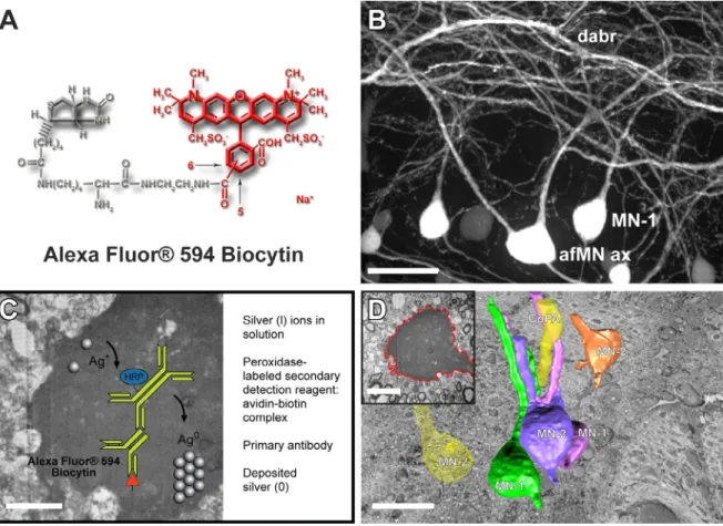 Figure 1A.  Alexa Fluor® 594 biocytin was first visualized using laser scanning confocal  microscopy
