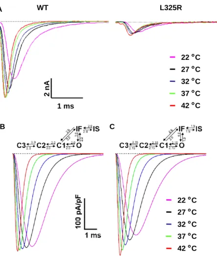 Fig. 4. I Na recordings of WT and L325R channels at different temperatures, and mathematical modelling