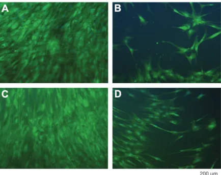 Figure 3     hMSC on oxygen-plasma-treated PEEK fi lms. 