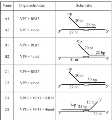 Table 1. DNA substrates used in this study