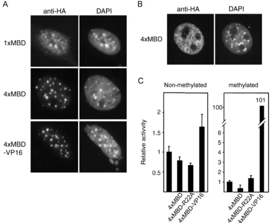 Figure 5. Wild-type NxMBD proteins localize to CpG-rich heterochromatin in a DNA methylation dependent manner in vivo and can deliver a functional domain to a methylated reporter gene