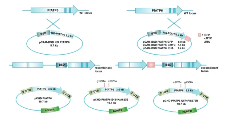 Figure 1. Strategy for knockout (KO), complementation and tagging of pfatp6 gene in Plasmodium falciparum 3D7