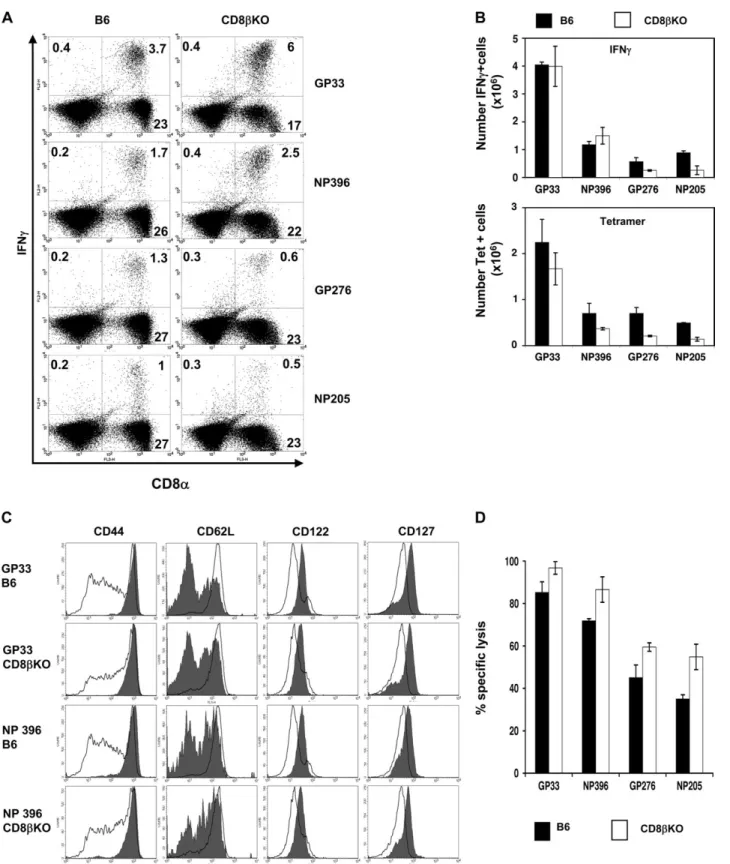 Fig. 2. CD8b KO mice form stable anti-LCMV memory CD8 T cells. (A) Percentages of IFN-c-producing memory CD8 T cells in the spleens 90 days after LCMV infection upon ex vivo stimulation with 100 nM of the indicated peptides