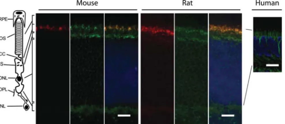 Figure 1. Localization of FAM161A in adult mouse, rat and human retina slices. Murine and rat sections were stained with anti-pan centrin (red), a ciliary marker, and FAM161A (green)