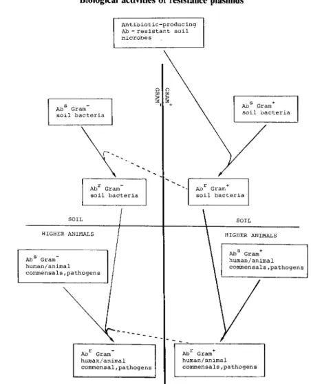 Figure  1.  Possible  evolutionary  route  of resistance  to  some antibiotics  in  bacterial  pathogens