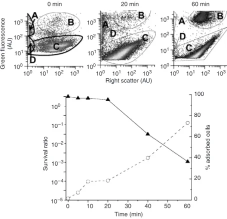 Fig. 4. Evolution of Escherichia coli adsorption onto TiO 2 during illumination in sodium  phos-phate solution