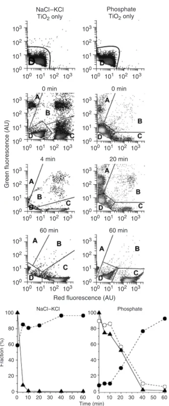 Fig. 5. Evolution of Escherichia coli viability during illumination in the presence of TiO 2 
