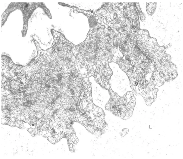 Fig. 2. Part of an endothelial cell of the sub-epithelial capillary plexus of the endometrium obtained at day LH +6