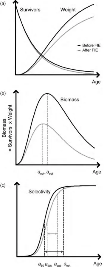 Figure 4. Potential effects of ﬁsheries-induced evolution (FIE) on the optimal age at harvest (a and b) and on the age-speciﬁc selection pattern (c)
