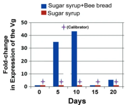 Fig. 8. Fold changes in expression of the Vg relative to the calibrator. The bees fed with sugar syrup had relatively lower level of Vg expression compared with bees fed with sugar syrup and bee bread and therefore was chosen as a calibrator