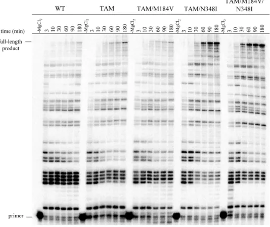 Figure 5. Adenosine triphosphate (ATP)–mediated excision of zidovudine-monophosphate (AZT-MP) and ensuing DNA synthesis rescue in the context of thymidine analogue–associated mutations (TAMs), M184V, and N348I