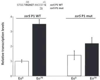 Figure 3. In vitro transcription experiments on pJCD01 plasmid deriva- deriva-tives in which either the ssrS P1 promoter (ssrS P1 WT) or a mutated derivative (ssrS P1 mut) had been cloned