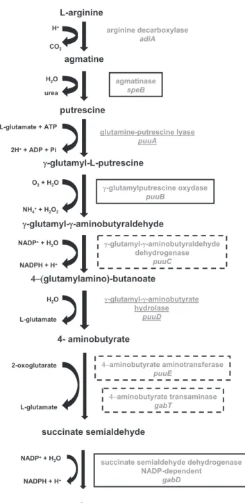 Figure 4. Schematic representation of a biochemical pathway under the control of the rpoS gene: arginine degradation to succinate via putrescine (adapted from EcoCyc; http://ecocyc.org/)