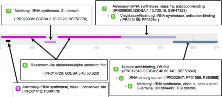 Figure 1. InterPro matches for UniProtKB entry Q3JCG5 showing predicted protein family membership, domains and sites.
