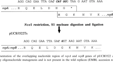 Fig. 2. Schematic representation of the overlapping nucleotide region of repA and repB genes of pUCB3522 and of pUCB3522Ts