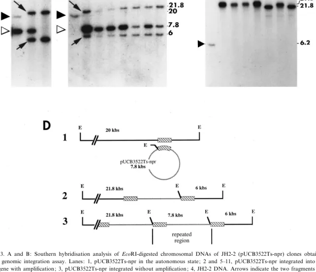 Fig. 3. A and B: Southern hybridisation analysis of EcoRI-digested chromosomal DNAs of JH2-2 (pUCB3522Ts-npr) clones obtained after genomic integration assay