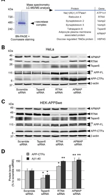 Figure 1. Identification of endogenous modulators of g-secretase and Ab pro- pro-duction