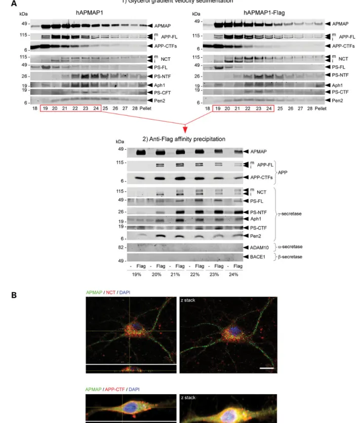 Figure 2. APMAP interacts physically and co-localizes with g-secretase, APP-FL and APP-CTFs