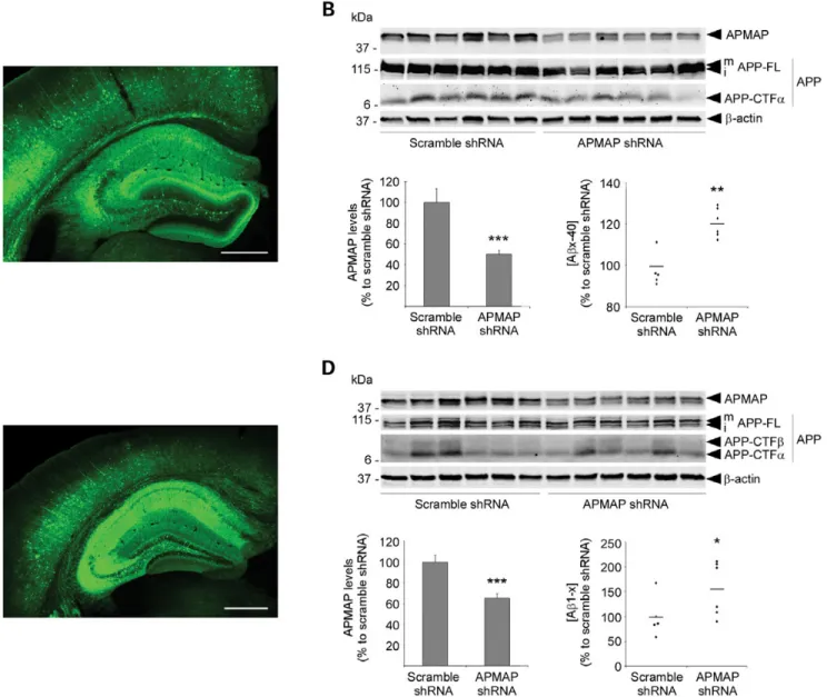 Figure 4. APMAP modulates Ab production in vivo. Five-week-old wild-type (A and B) or APP/PS1 transgenic (C and D) male mice were injected in the dorsal hippocampus with AAV9 expressing APMAP shRNA or a scrambled control shRNA, together with a GFP reporter
