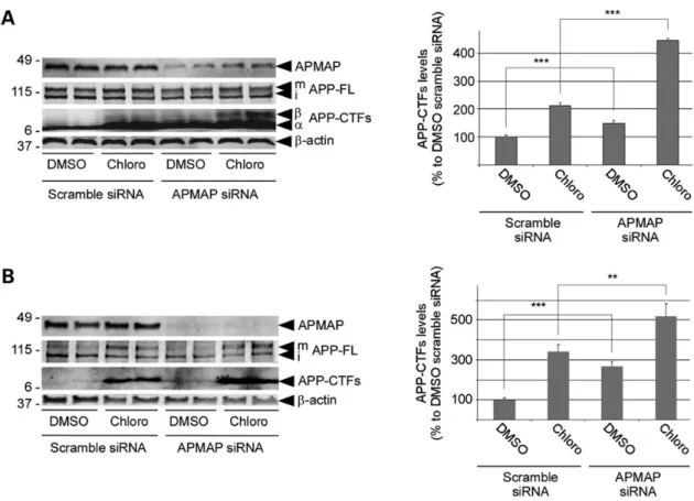 Figure 5. APMAP regulates cellular APP-CTFs levels through the lysosomal– autophagic pathway