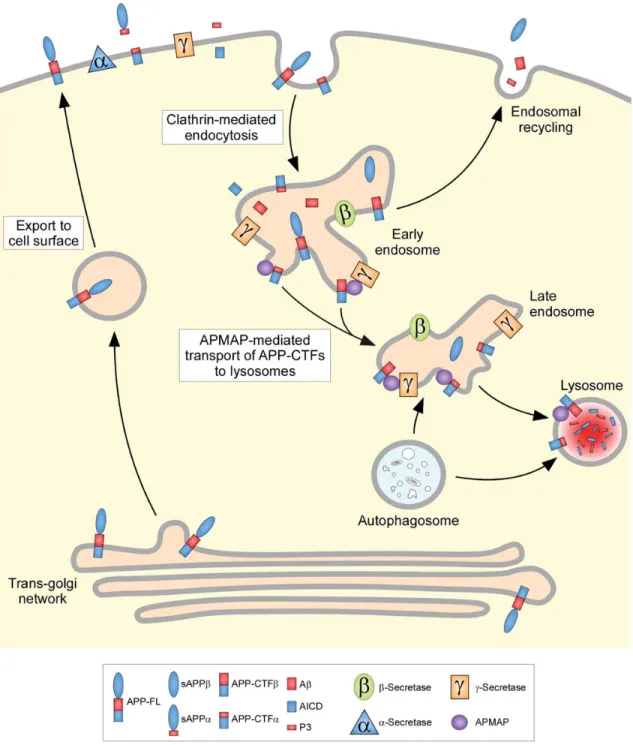 Figure 6. Molecular hypothesis for the regulation of APP-CTFs/A b levels by APMAP. In this hypothesis, APMAP is implicated in the transport of APP-CTFs to the lysosomal– autophagic system, where it undergoes substrate degradation