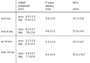 Figure 8. Electrophysiological analysis. NCV, CMAPs and F-wave latencies are not significantly altered in the sciatic nerves of Mtmr2 m/m mice up to the age of 16 months.