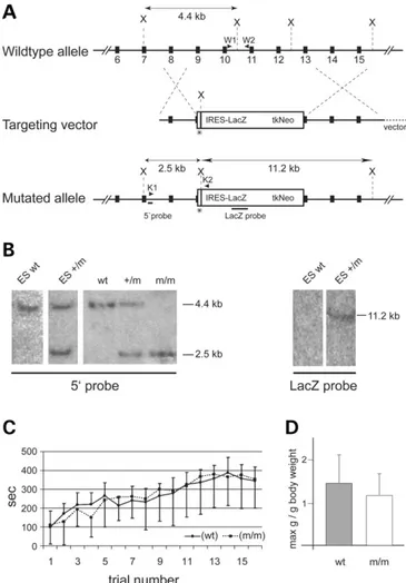 Figure 1. Targeted disruption of Mtmr2. (A) Schematic depiction of the Mtmr2 wt allele, targeting construct and mutated allele